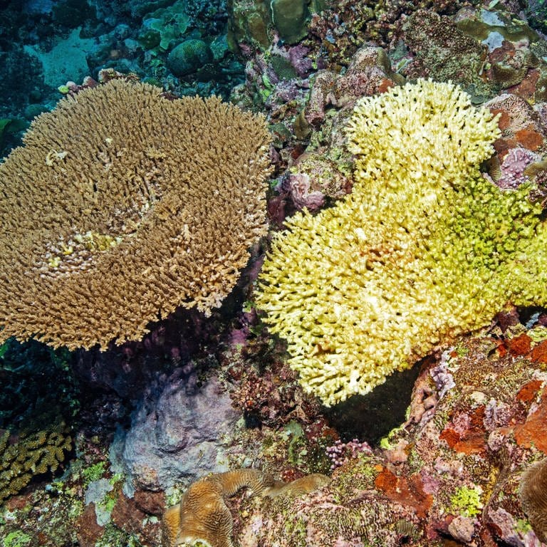 Gesunde Hyazinth-Koralle und abgestorbene Steinkoralle