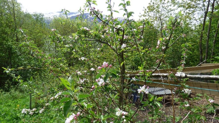 10. Mai: Auch in Norwegen hat die Apfelblüte begonnen. Dieser kleine Baum steht in Eidsvåg am Langfjord. Er ist bereits seit vielen Jahren ein treuer Teilnehmer unserer Aktion :)
